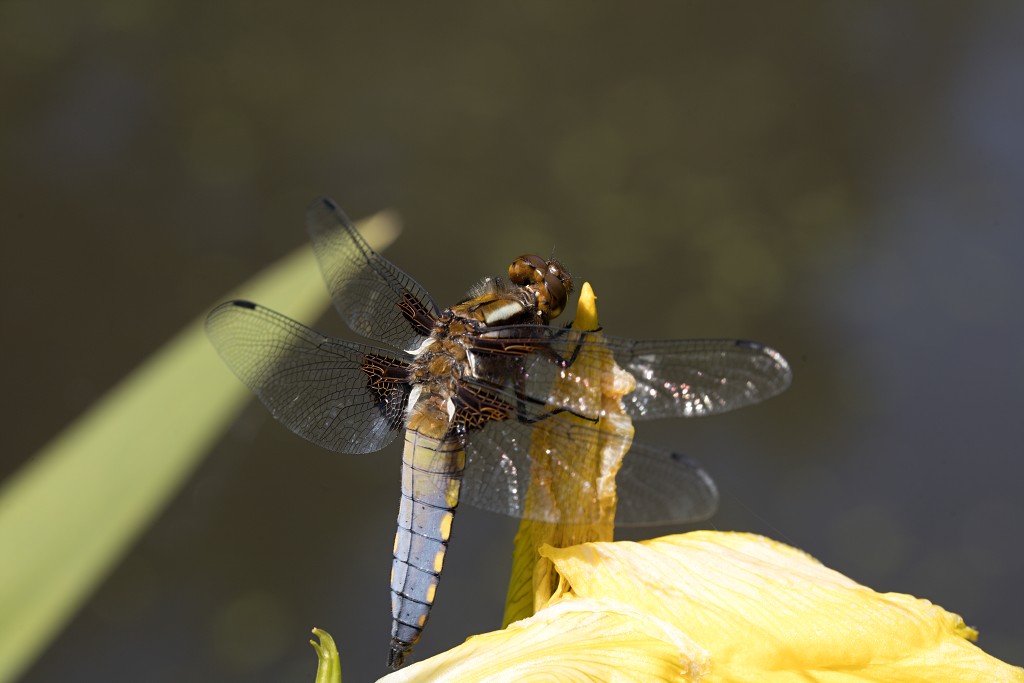 voornes duin tenellaplas Quackjeswater natuur natuurgebied natuurmonumenten hdr duinen Zuid Hollands landschap polder bossen natuurreservaat Natura 2000